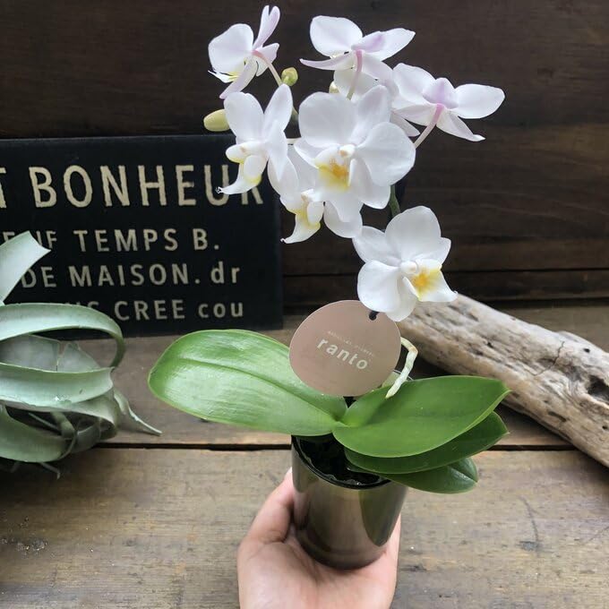 Amazon｜しずく 胡蝶蘭 縁起物 幸福が飛んでくる ミニサイズ 観葉植物